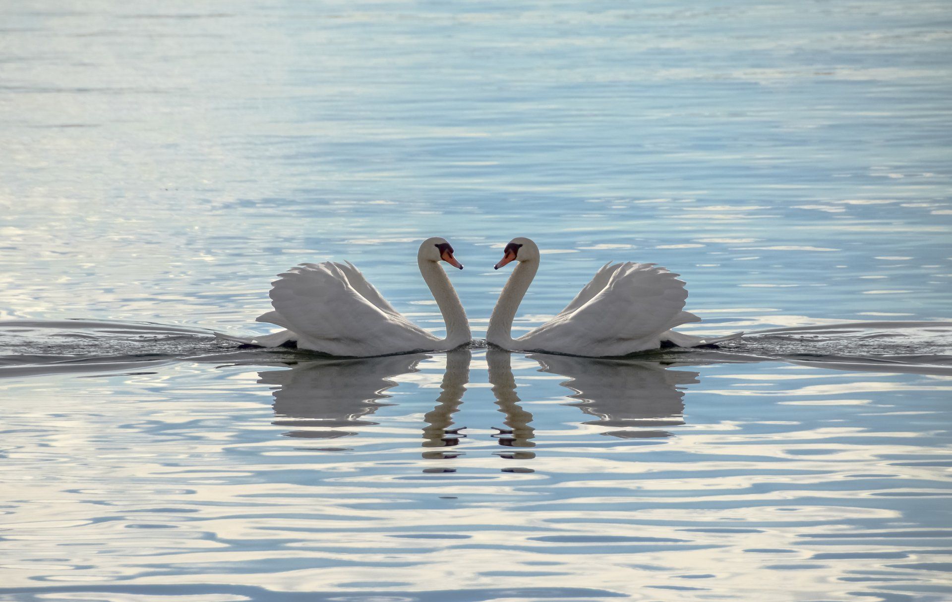 Zwei Schwäne in Wasser bilden ein Herz mit Kopf