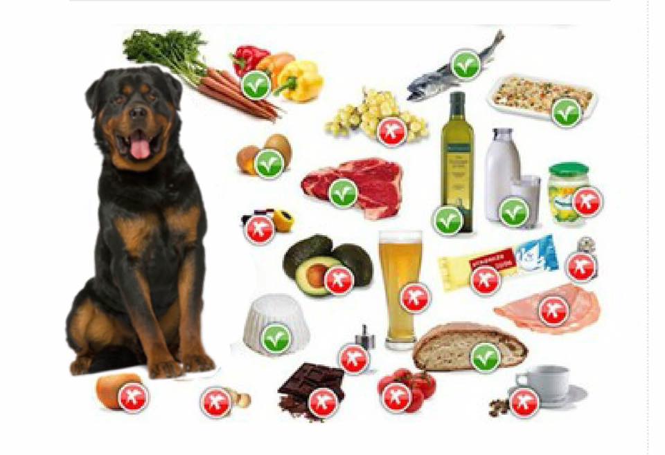 Alimenti per animali