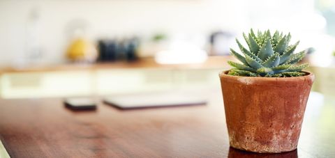 succulent on the kitchen counter
