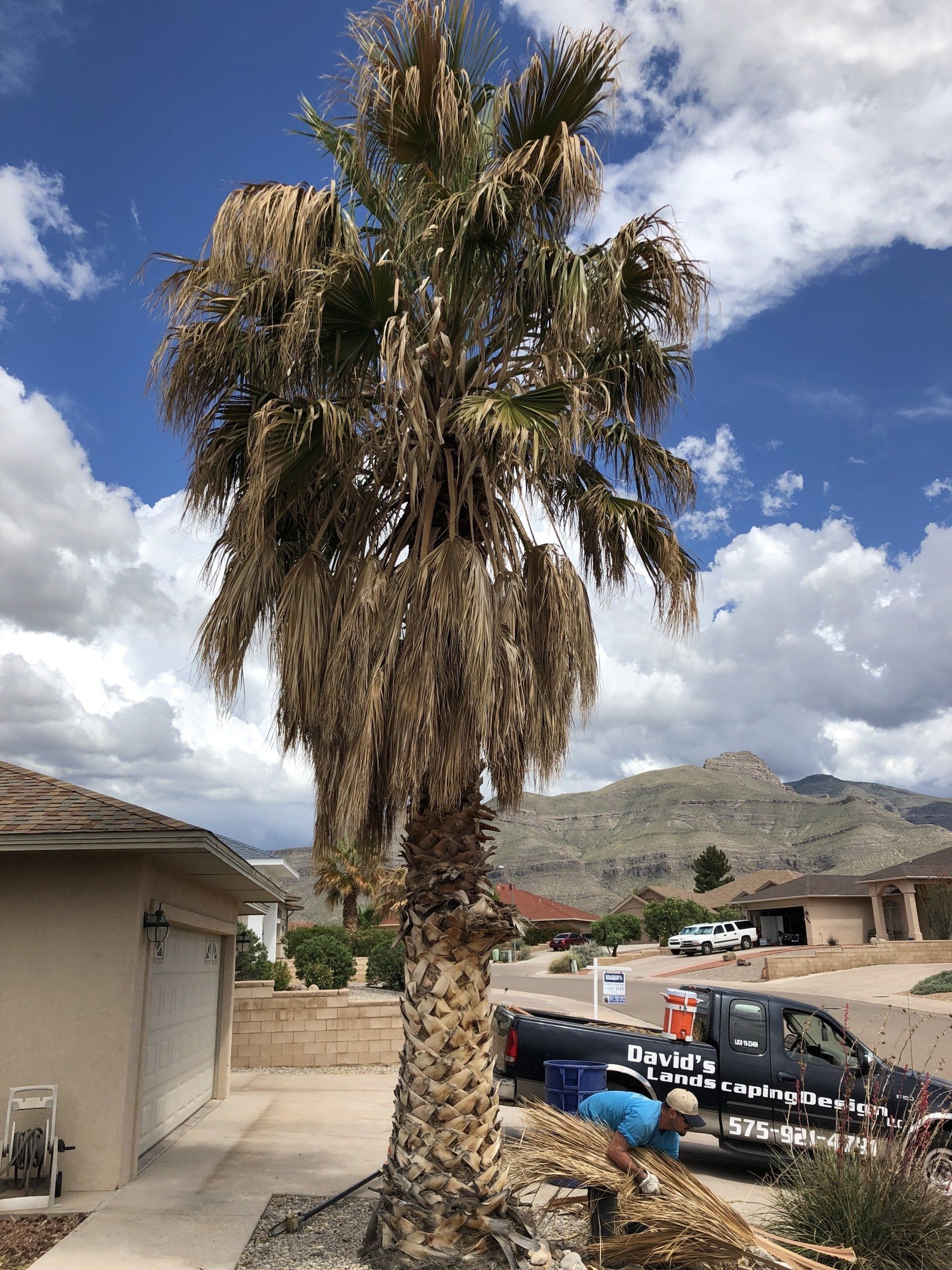 A Big Tree for Removal — Alamogordo, NM — David's Landscaping Design LLC