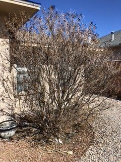 Before Tree with No Leaves Trimming — Alamogordo, NM — David's Landscaping Design LLC