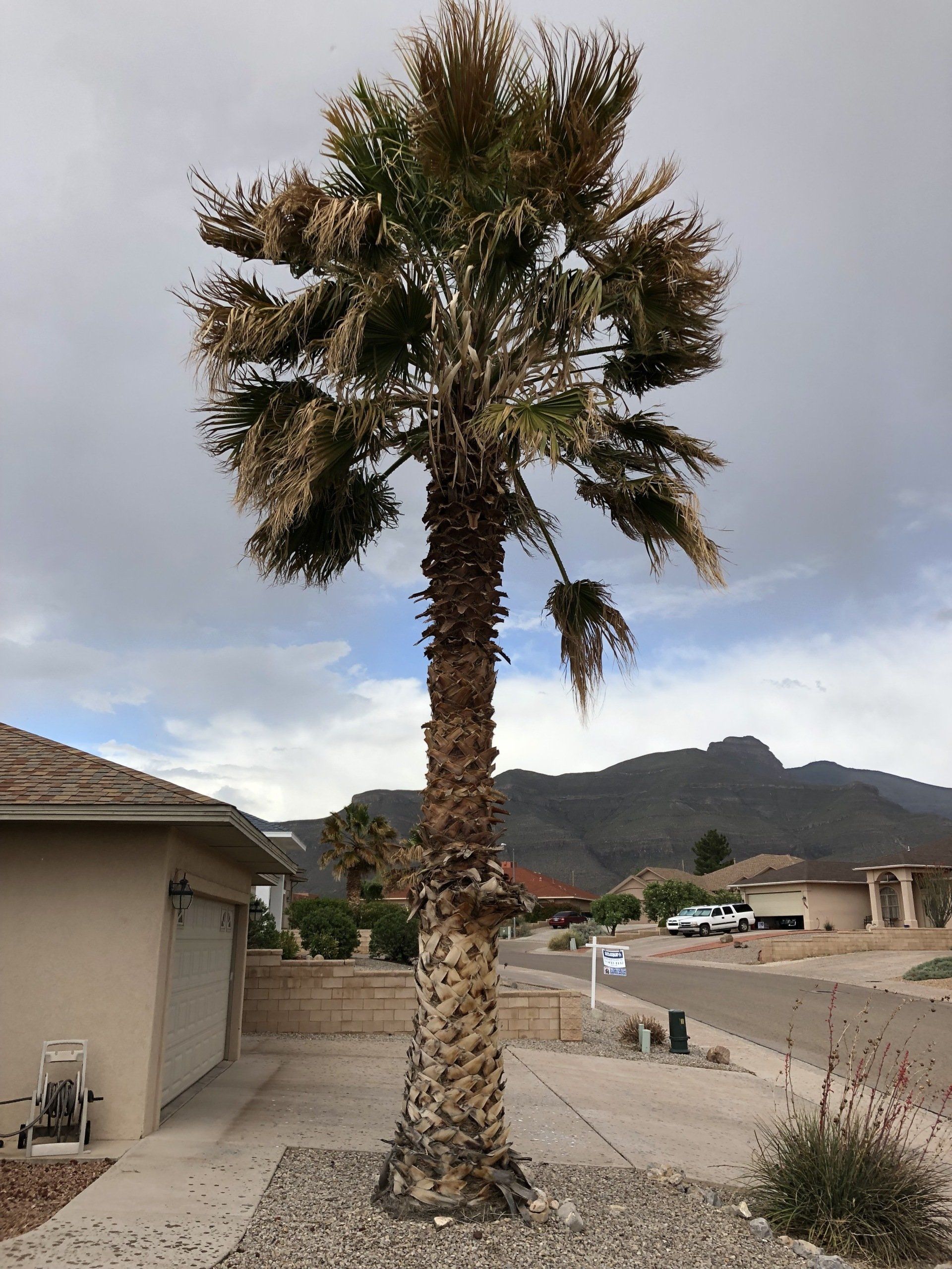 Trimming a Big Tree — Alamogordo, NM — David's Landscaping Design LLC