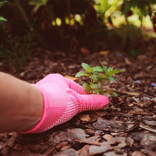 Weed Control — Alamogordo, NM — David's Landscaping Design LLC