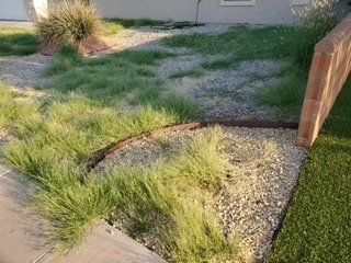 Before Grass Removal on Land — Alamogordo, NM — David's Landscaping Design LLC