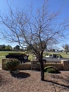 Before Old Tree Removal — Alamogordo, NM — David's Landscaping Design LLC