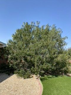Before Very Large Bush Removal — Alamogordo, NM — David's Landscaping Design LLC