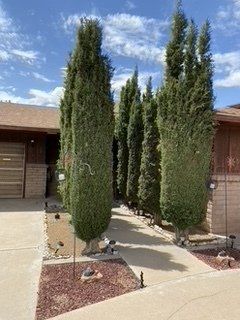 Before Tall Tree Trimming — Alamogordo, NM — David's Landscaping Design LLC