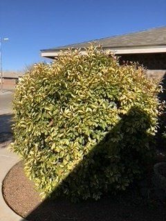 Before Round Plant Leaves Trimming — Alamogordo, NM — David's Landscaping Design LLC