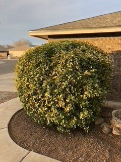 After Round Plant Leaves Trimming — Alamogordo, NM — David's Landscaping Design LLC
