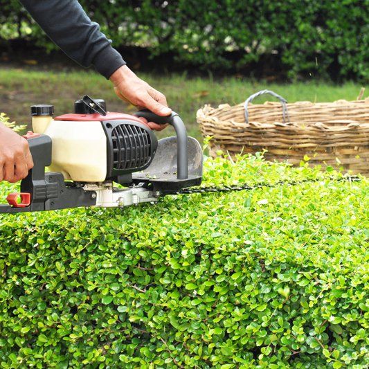 Hedge Trimming — Alamogordo, NM — David's Landscaping Design LLC