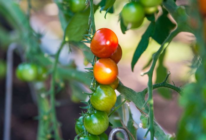 An einer Rebe wachsen ein paar Tomaten.