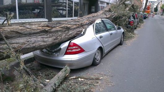 emergency tree removal mn