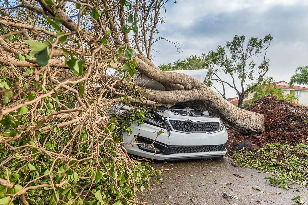 Emergency Tree Services near me