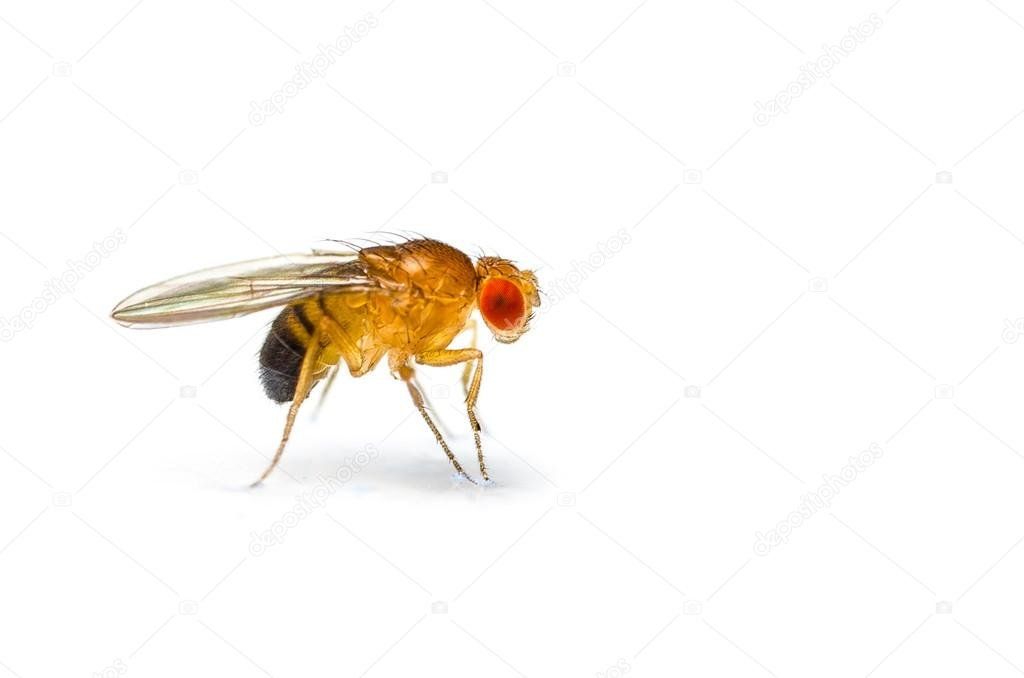 Fruitvlieg met een oranje lichaam, een zwart achterlijf en rode ogen op een wit oppervlak.