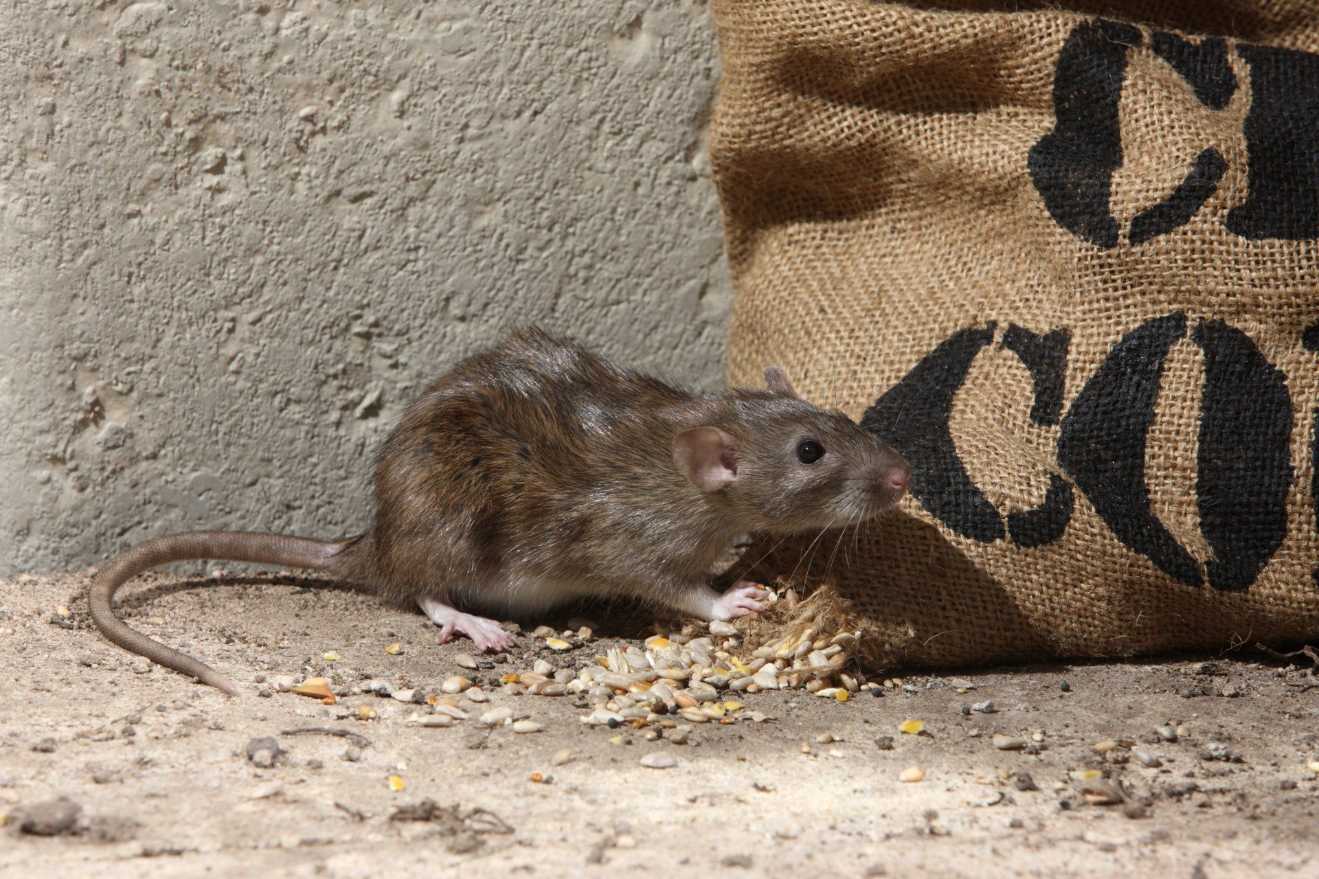 Een bruine rat eet verspreid voedsel op in de buurt van een jutezak met het opschrift 