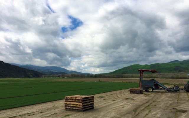 Fresh Sod — Sod Being Harvested in Field in North Hills, CA Fresh Sod — Sod Being Harvested in Field in North Hills, CA