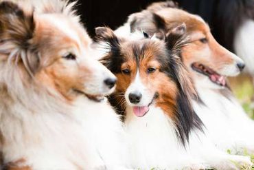 Happy dogs at outdoor kennels in North Pole, AK