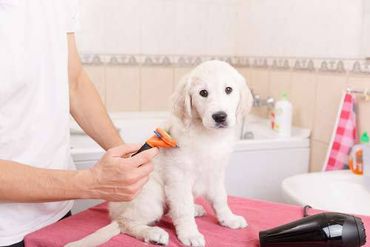 Dog grooming in North Pole, AK