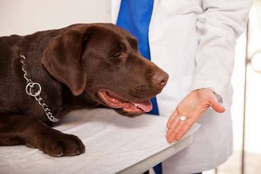 Dog receiving vitamin pills in North Pole, AK
