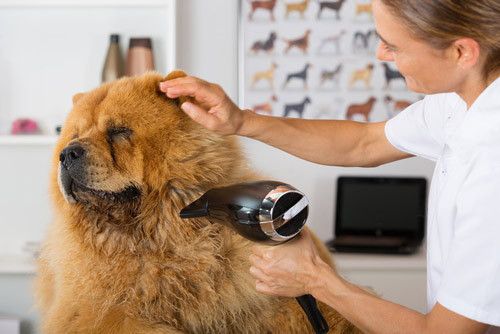 An example of dog grooming in North Pole, AK