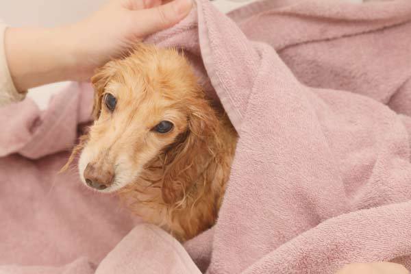 Pet grooming in North Pole, AK