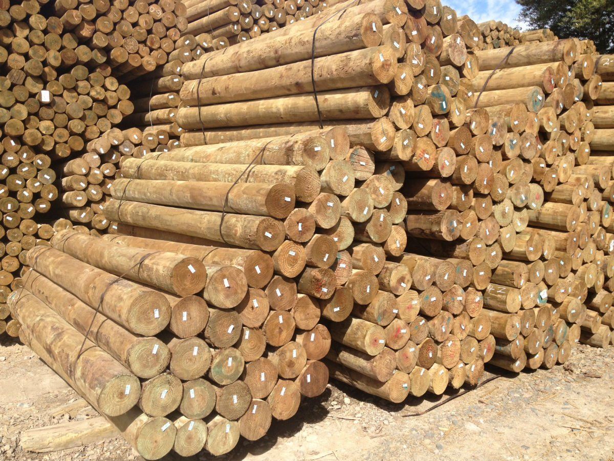 Our company's Premium quality roundwood products