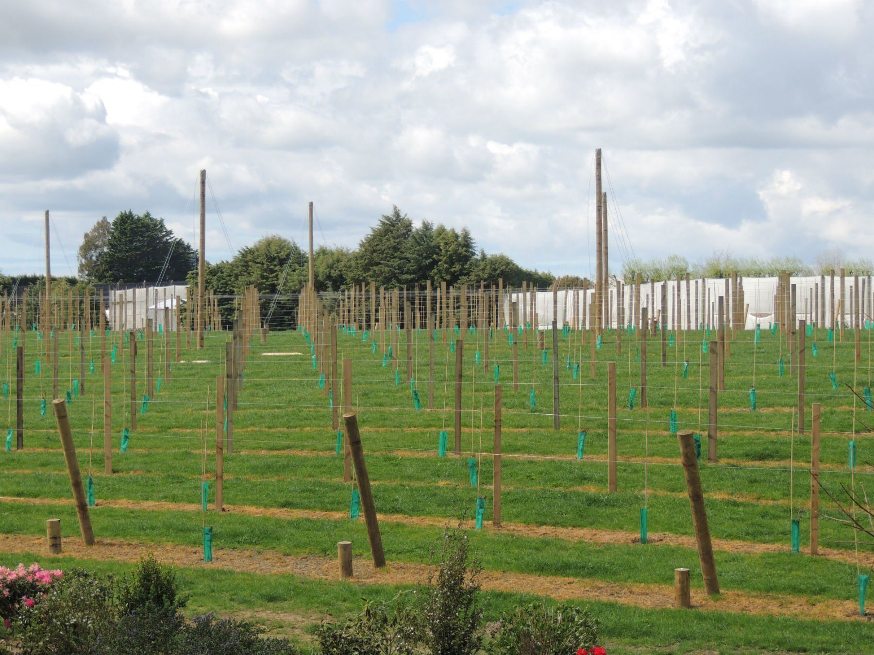 Roundwood poles and products