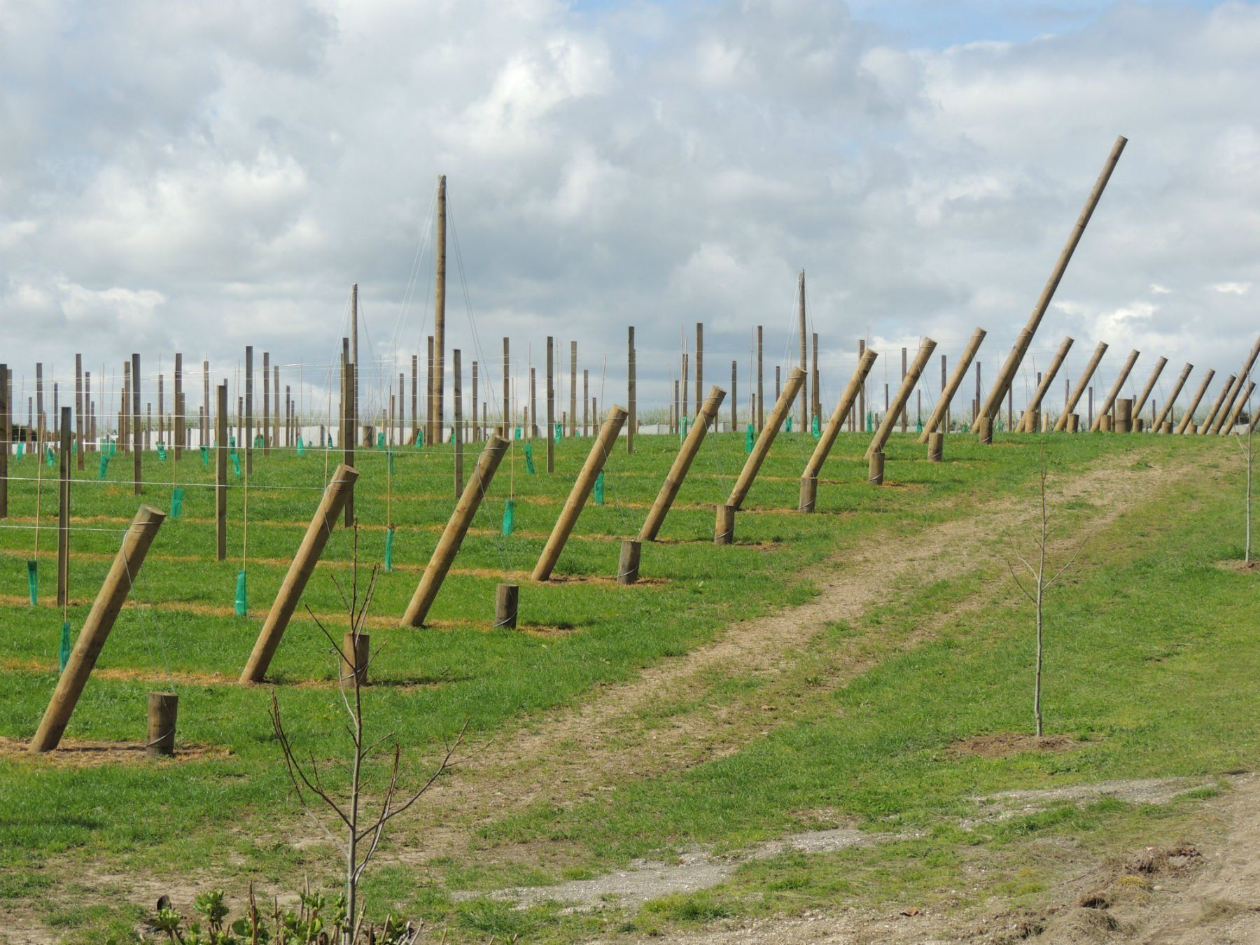 Roundwood products and poles