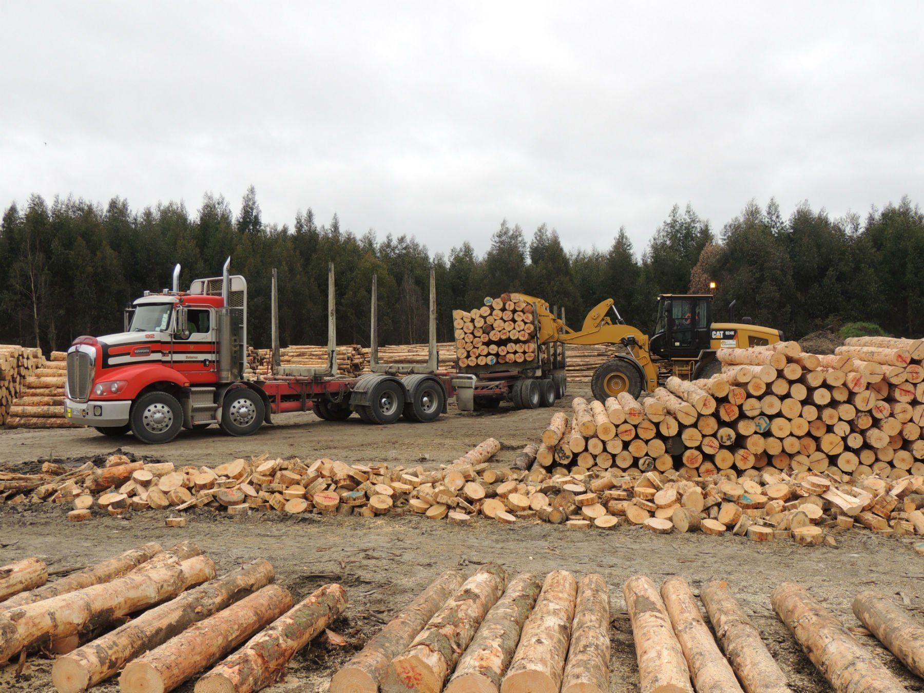 Company's roundwood products
