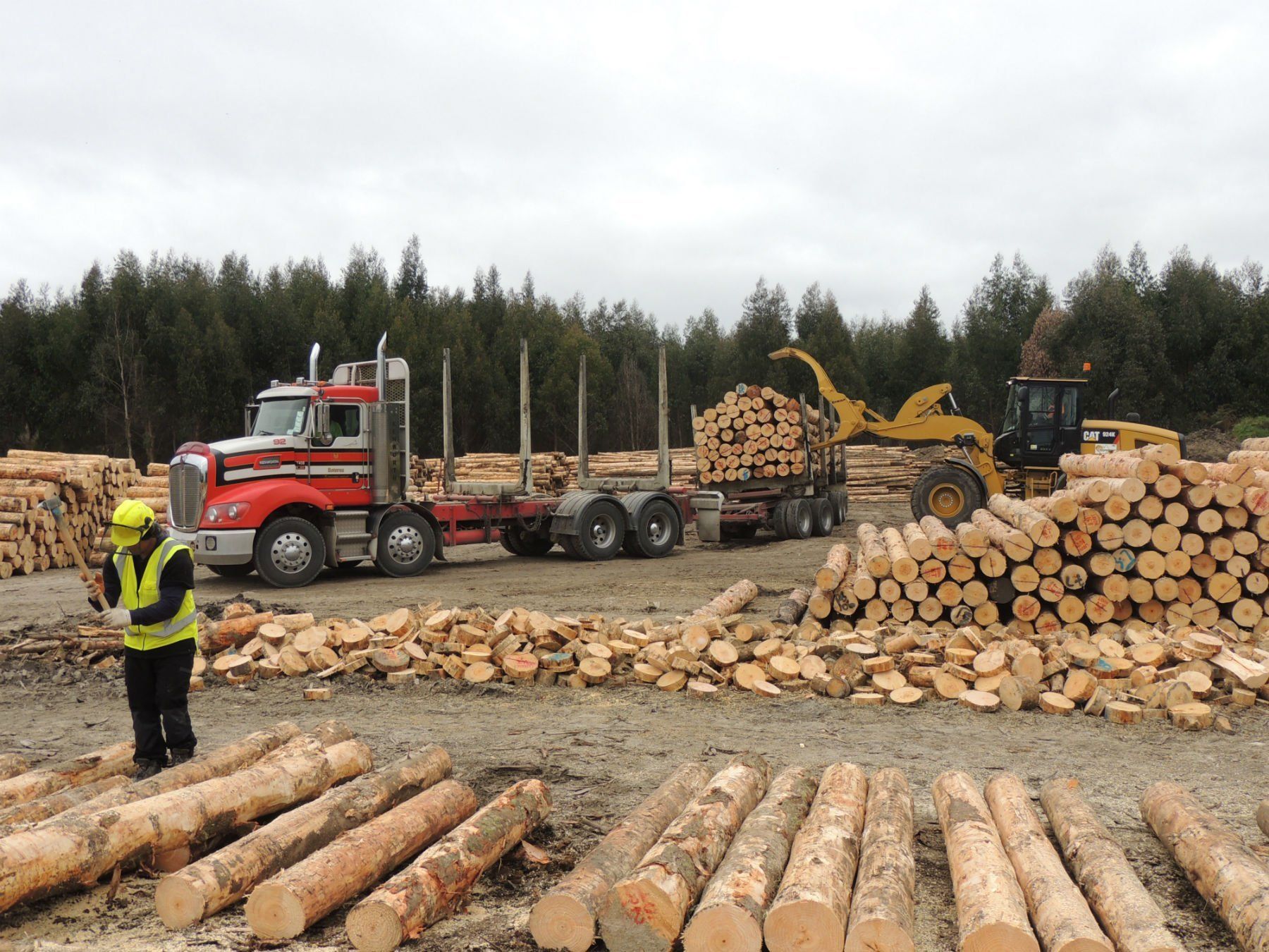 Premium quality roundwood products