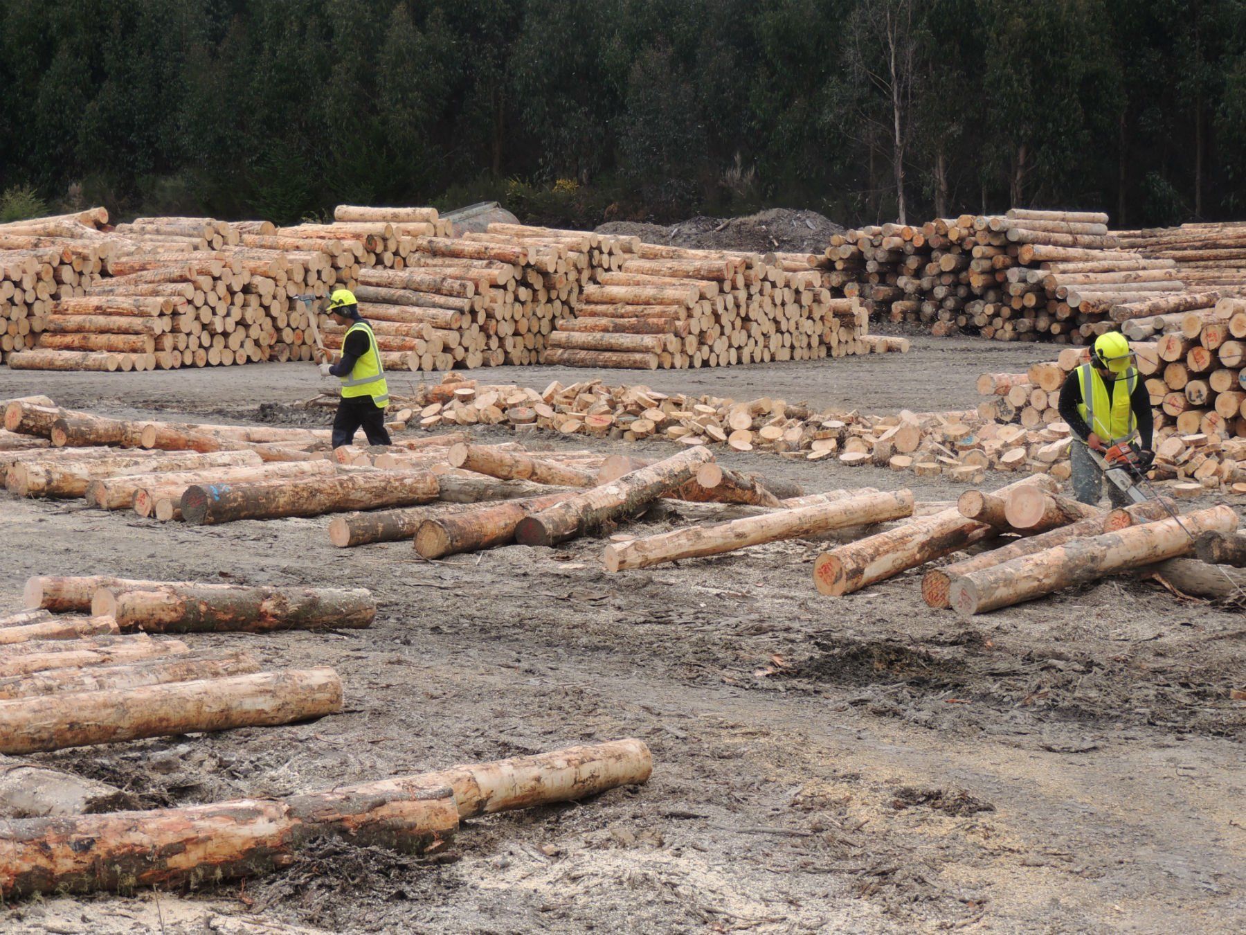 Premium quality roundwood