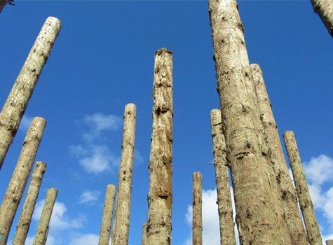 Un-peeled poles
