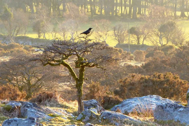 people disagree about how Dartmoor's Commons should be grazed and managed
