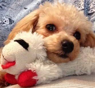 poodle-no-tear-stains
