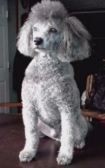 10 year old Poodle