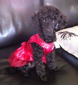 18 month old black Poodle