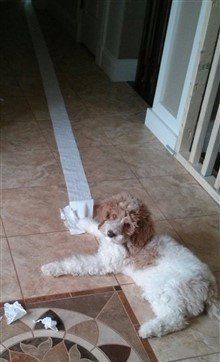 clever Poodle