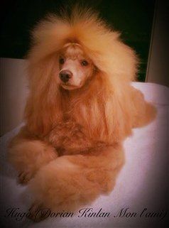 Poodle from Croatia