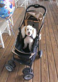 Poodle in stroller