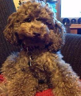 Cream colored Poodle puppy