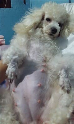 Poodle 51 days pregnant