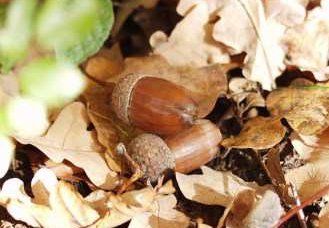acorns