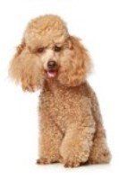 Apricot colored Poodle