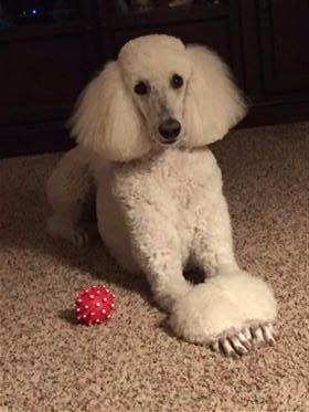 Poodle Intelligence