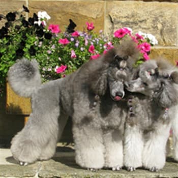 beautiful Poodles