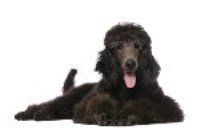 black Poodle