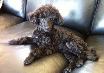 black Poodle on sofa