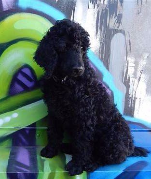 black Poodle puppy