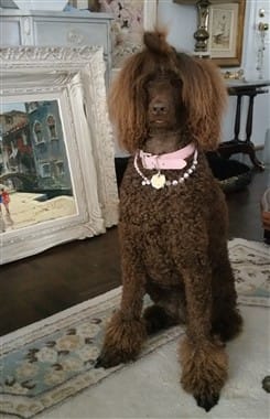 brown Poodle, female