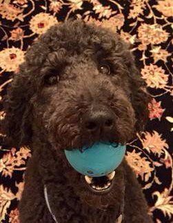 brown poodle mouthing ball